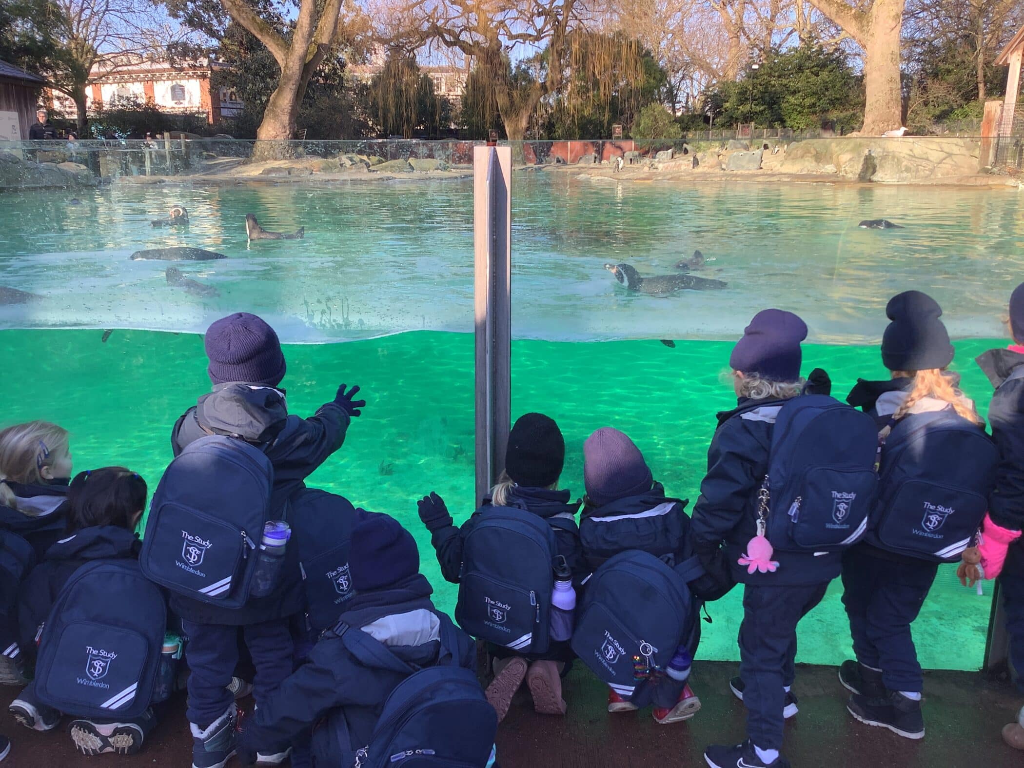 Penguin vsiit at london Zoo